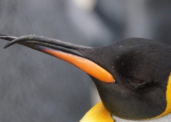 Bébés aux bras malformés : les familles en souffrance clament leur désarroi – Midi Libre