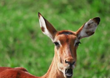 OL. Les réserves posées par Toulouse et Reims contre le prêt d’Almada rejetées par la LFP – Ouest-France