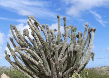 Antilles : Corsair lance un Bordeaux-Fort de France et un Nantes – Pointe-à-Pitre – Air-Journal