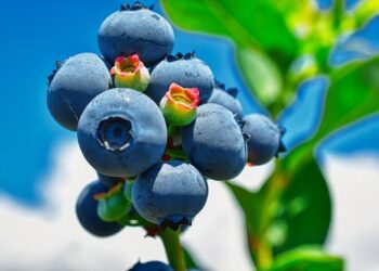 Erewhon, le temple de la superfood californienne arrive à Paris chez Merci – Vogue France