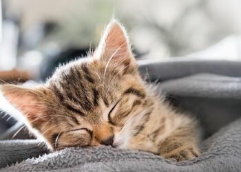 JO Paris 2024 : la France épinglée pour des mesures de sécurité « inutiles ou disproportionnées – Le Parisien JO Paris 2024 : la France épinglée pour des mesures de sécurité « inutiles ou disproportionnées – Le Parisien