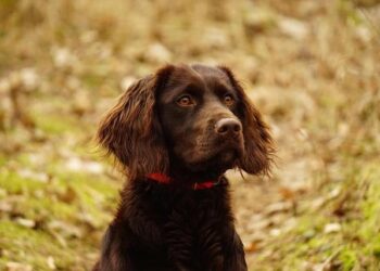 Voyou est de retour avec un nouvel EP – Sony Music Entertainment France