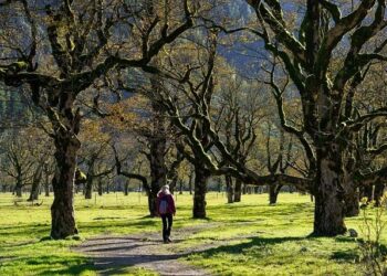 VIDÉO – Les arbres de retour dans les résidences privées : quand les habitants plantent pour lutter contre la chaleur – ici, le média de la vie locale