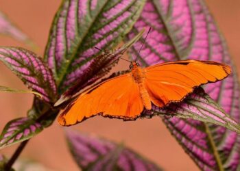 Julia Faure (Loom et Impact France) : Entreprises, faut-il changer de modèle ? – 28/08 – BFM Business