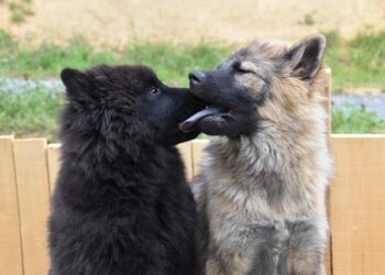 Ce que vous risquez si vous faites trop de « bisous » à votre chien, selon la science – L’édition du soir