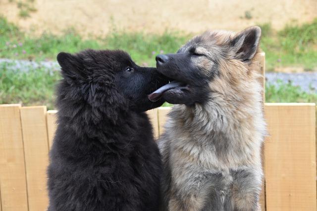 Ce que vous risquez si vous faites trop de « bisous » à votre chien, selon la science – L’édition du soir