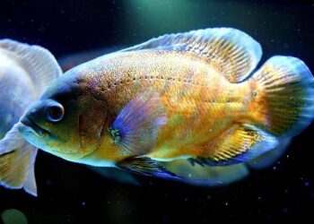 Oscars 2025 : une coiffeuse-maquilleuse de Marseille récompensée pour le film  »The Substance » avec Demi Moore – France 3 Régions