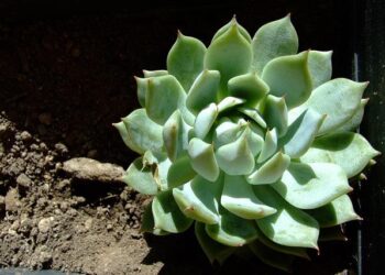 Lola et la Gen Z qui ne veut plus rien faire – France Inter