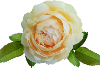 DAVID LACHAPELLE signe la pochette de « Babel Babel » – Sony Music Entertainment France