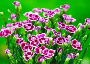 « La Méthode Williams » ce soir sur France 2 : faut-il voir le biopic sur les sœurs Williams et leur père – Bulles de Culture