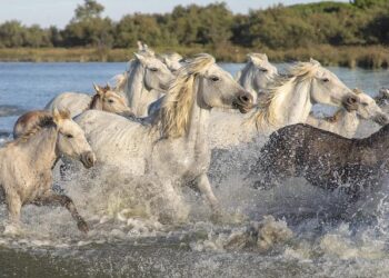 Anatomie d’une brochette de barons de la tech, en majesté sous les ors du Capitole – France Inter