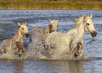 Salon-de-Provence : les championnats de France de lancers hivernaux ont commencé – Maritima