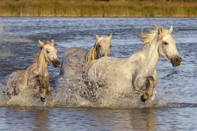 Salon-de-Provence : les championnats de France de lancers hivernaux ont commencé – Maritima