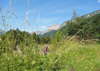 Antoine Dupont : Il quitte Toulouse sans hésiter ! – Le10sport