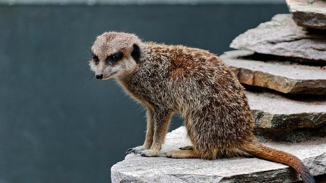 Bien-être animal : Lille classée 5ᵉ ville la plus engagée par l’association L214 – France 3 Régions