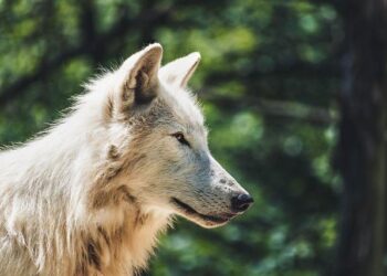 Oscar and the Wolf – Sony Music Entertainment France