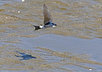 Martin Fröst – Sony Music Entertainment France