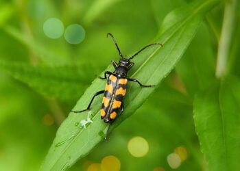 Six nations 2025 : sans Gaëlle Hermet ni Emeline Gros mais avec Pauline Bourdon-Sansus, le groupe des 32 Françaises pour le Tournoi dévoilé – franceinfo Six nations 2025 : sans Gaëlle Hermet ni Emeline Gros mais avec Pauline Bourdon-Sansus, le groupe des 32 Françaises pour le Tournoi dévoilé – franceinfo