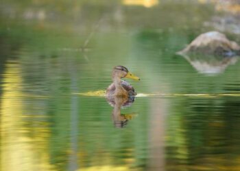 Communiqué de presse | « Stand Up For Science » : l’Académie des sciences apporte son soutien – Académie des sciences