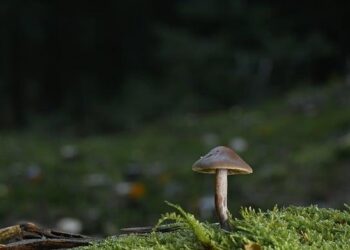 « Stand Up For Science », la communauté scientifique face à Donald Trump – France Culture