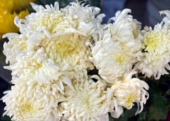 Anastasia Kobekina – Sony Music Entertainment France