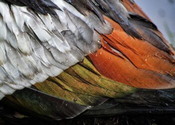 Course à pied. Célia Tabet sacrée championne de France de cross court à Challans – L’Echo du Berry