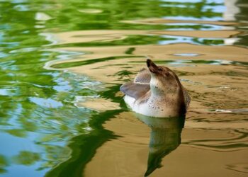 Cyclisme. Sur Paris-Nice, Jonas Vingegaard a un vieux compte à régler – Ouest-France