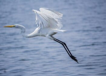 « Le souffle épique des grands matchs » : l’opinion du Midol après l’exploit à Dublin – Rugbyrama