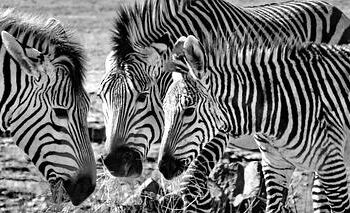 Gabi Hartmann – Into My World – Sony Music Entertainment France