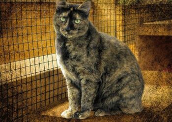 Mariah Carey Merry Christmas – Sony Music Entertainment France