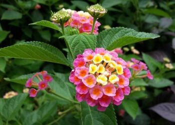 Yo-Yo Ma – Sony Music Entertainment France