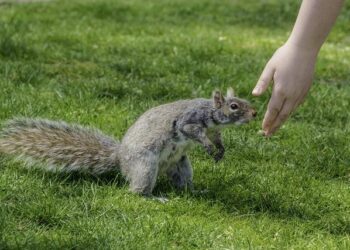 EDFF – Amical – Une France remaniée s’impose en Allemagne – FFHandball