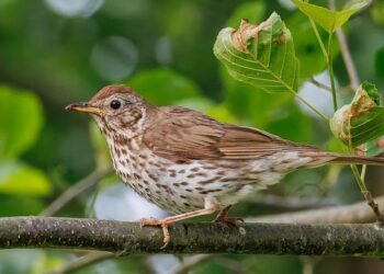 Muguet : les producteurs du Sud Loire cherchent 1 980 cueilleurs dès la mi-avril – Ouest-France