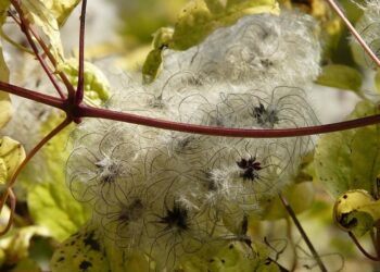 Mort de Niels Arestrup. France 3 bouleverse sa grille ce soir pour lui rendre hommage – Ouest-France