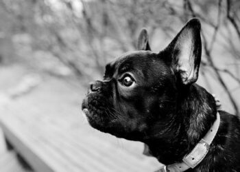 Santé. Six à Paris, trois à Lyon… Où sont les 17 hôpitaux français classés parmi les meilleurs du monde ? – Le Dauphiné Libéré