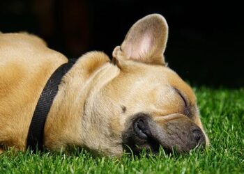 Le Baromètre des dirigeants français 2025 : Quelles répercussions sur le moral des investisseurs français de l’instabilité politique nationale et des incertitudes géopolitiques internationales ? – CCI France