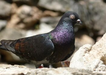 Des vols Nice-Nîmes commercialisés cet été : aubaine ou aberration écologique ? – France 3 Régions