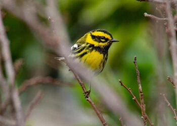 Gregor Townsend redoute la France, comparable au style de jeu de Toulouse – Média sportif