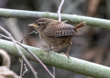 Jennie, album solo RUBY – Sony Music Entertainment France