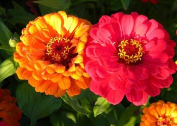 Visiter le Couvent des Jacobins à Toulouse : billets, prix, horaires – Generation Voyage