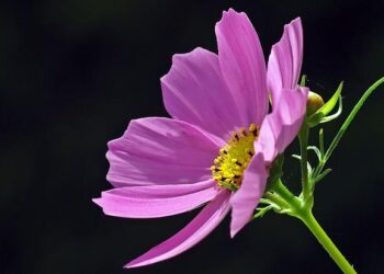 Nouveautés Singles (Vald, Jain, Oboy, Lisa…) – Sony Music Entertainment France