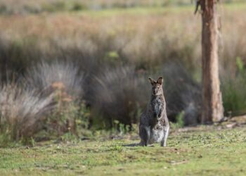 Bruni – Sony Music Entertainment France