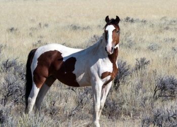 La grande évasion des scientifiques américains a commencé : la France peut-elle en profiter ? – Futura