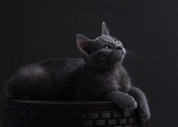 En France comme en Europe, la pression s’accentue pour saisir les avoirs russes gelés – Le Monde