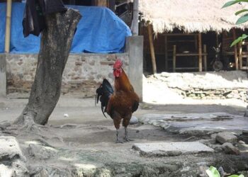 Redécouvrez la discographie de Sade au format vinyle ! – Sony Music Entertainment France