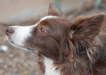 Sept personnes poursuivies à Paris dans une vaste arnaque au faux retour de colis – ici, le média de la vie locale