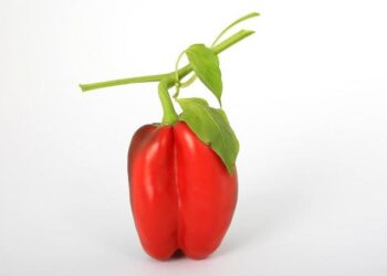 Cau Bell en concert à Toulouse – ici, le média de la vie locale