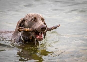 BRING THE HORIZON dévoile Post Human : NeX GEn – Sony Music Entertainment France