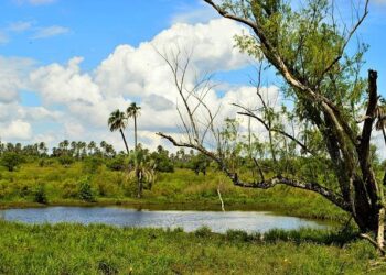 🔥 Palmarès Les Flammes 🔥 – Sony Music Entertainment France