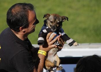 Les supporters de l’AS Saint-Étienne interdits de déplacement pour le match à Montpellier – ici, le média de la vie locale